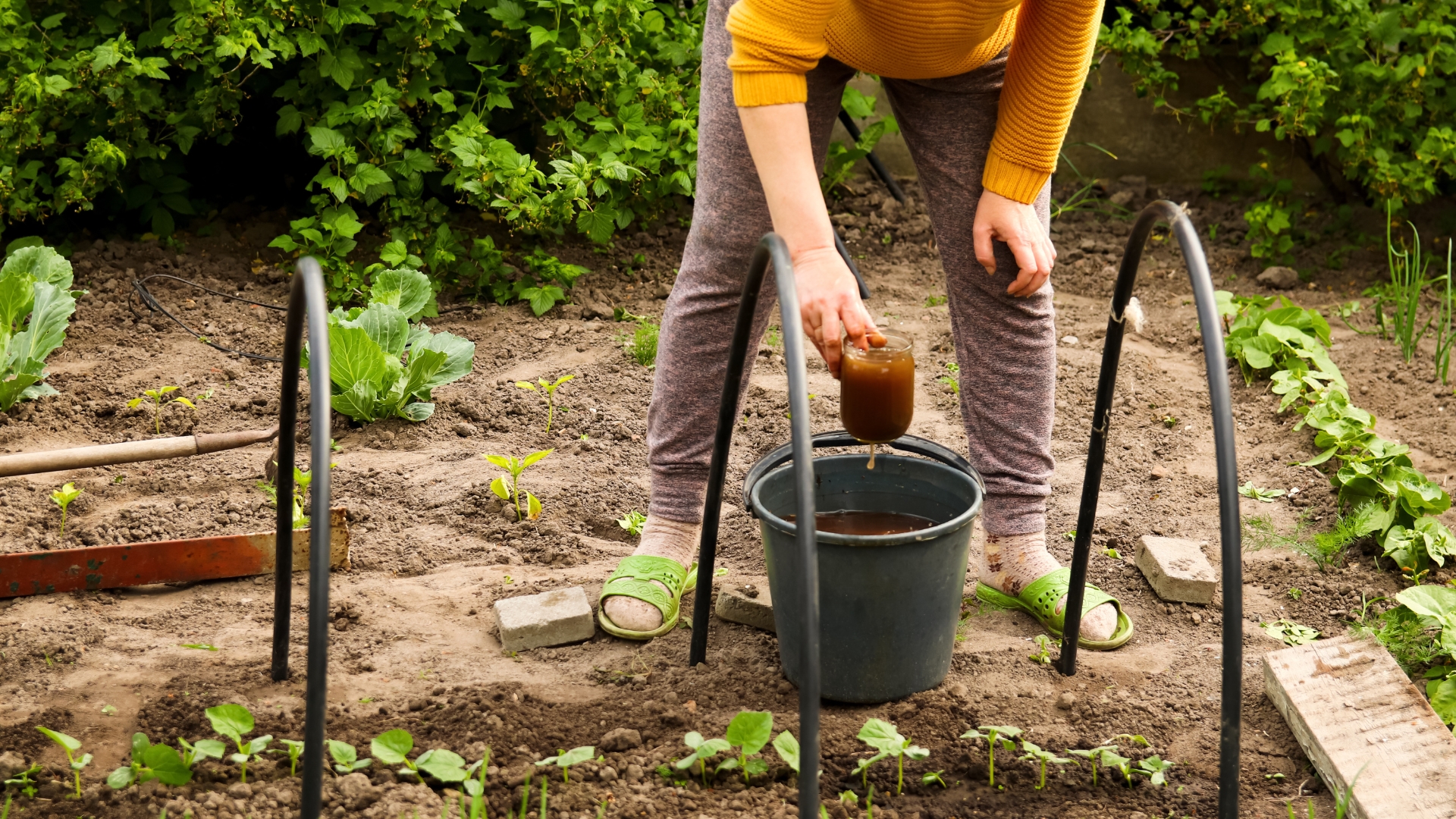 man pours compost tea onto plants