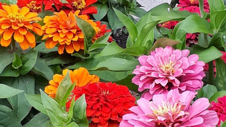 zinnia blooms