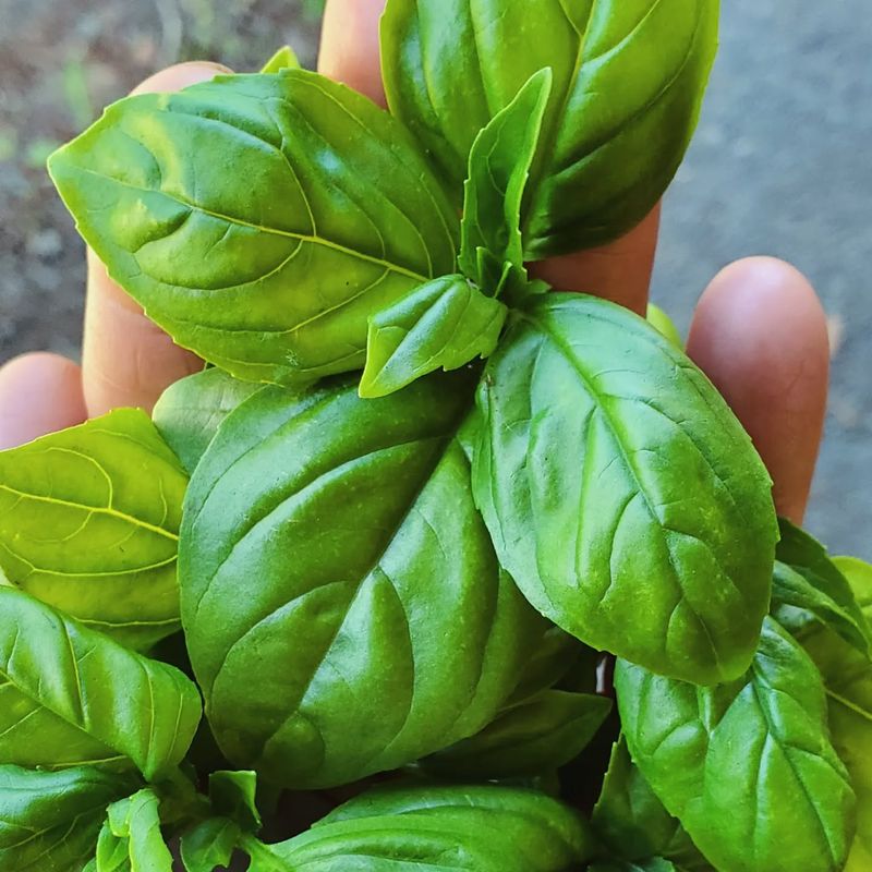 Basil