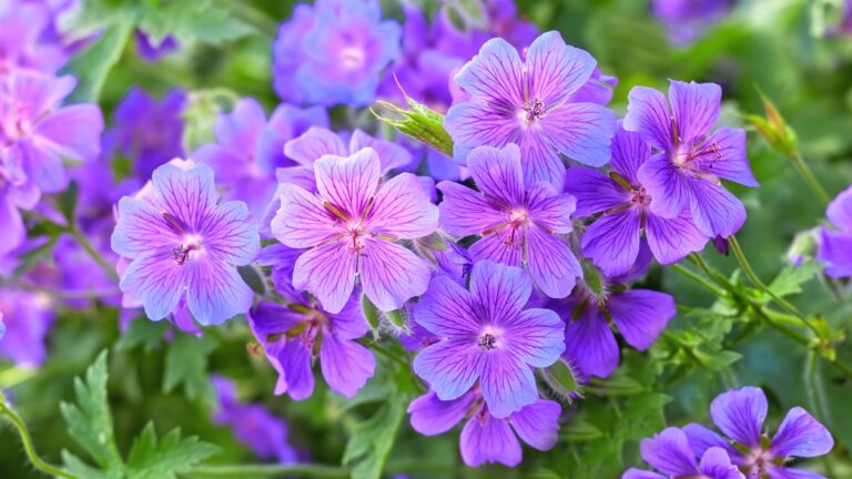 Geranium