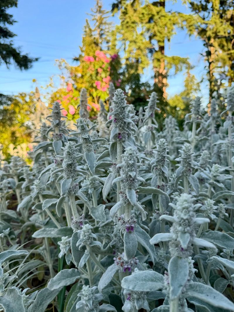 Lamb's Ear