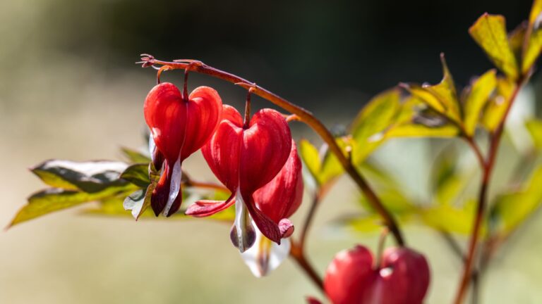bleeding heart