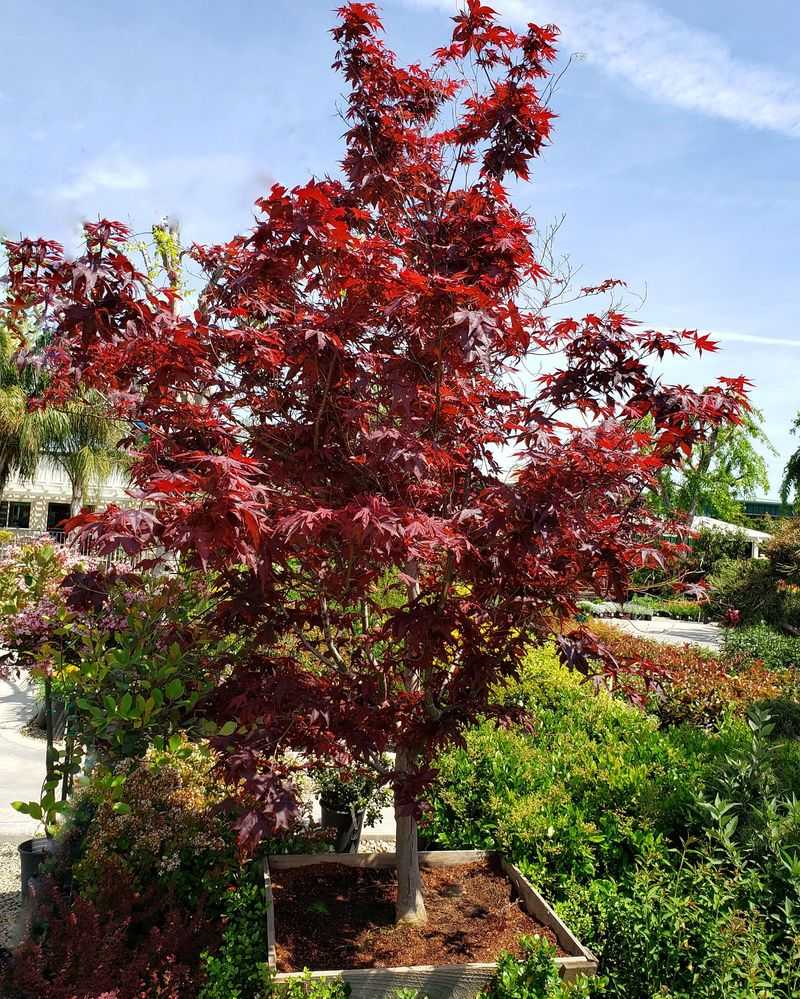 Japanese Maple Trees