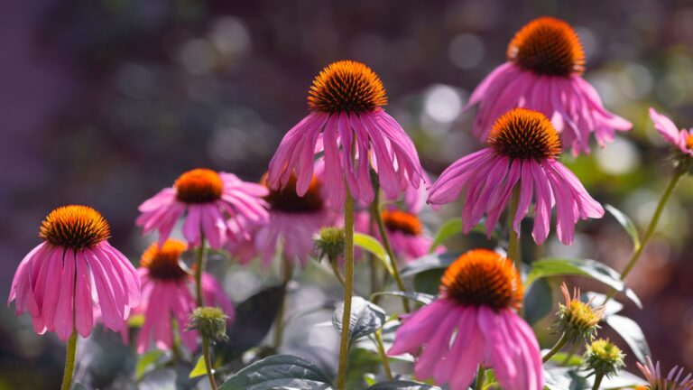 purple coneflower