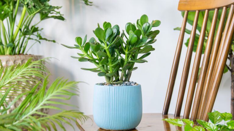 jade plant