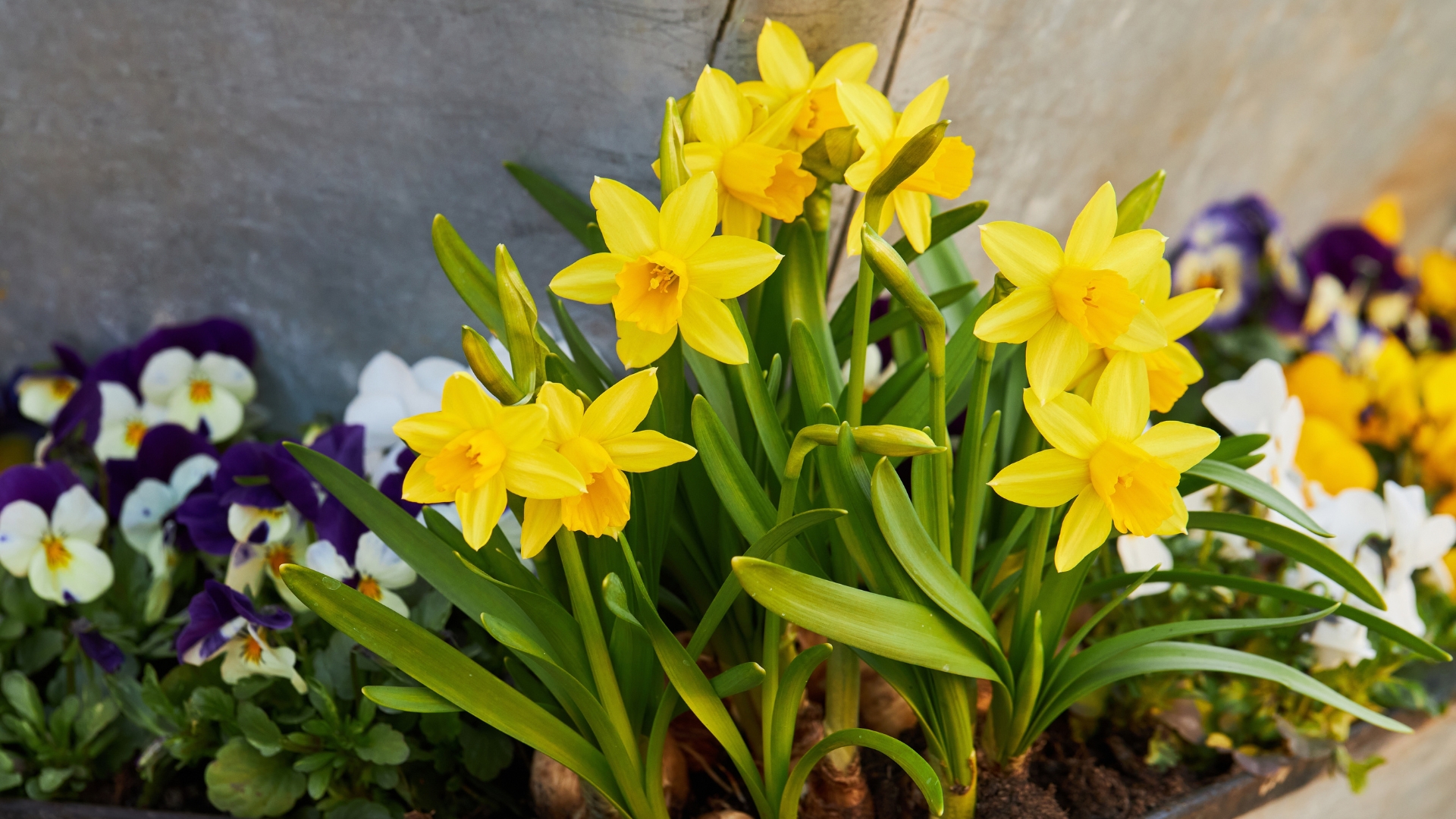 20 Plants That Naturally Repel Moles From New Mexico Gardens (And Keep Tunnels Away)