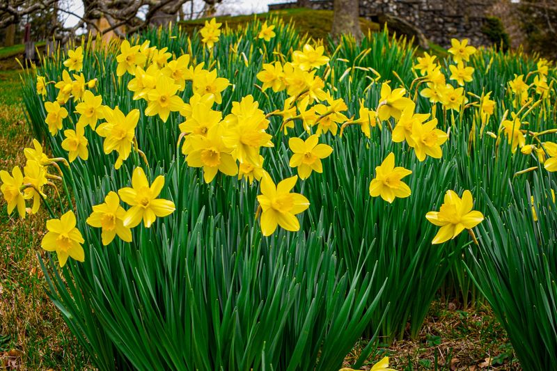 Daffodils