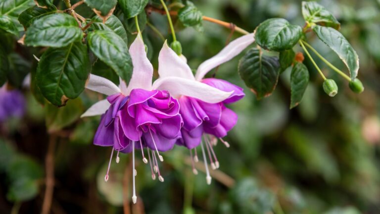 purple fuchsia flower