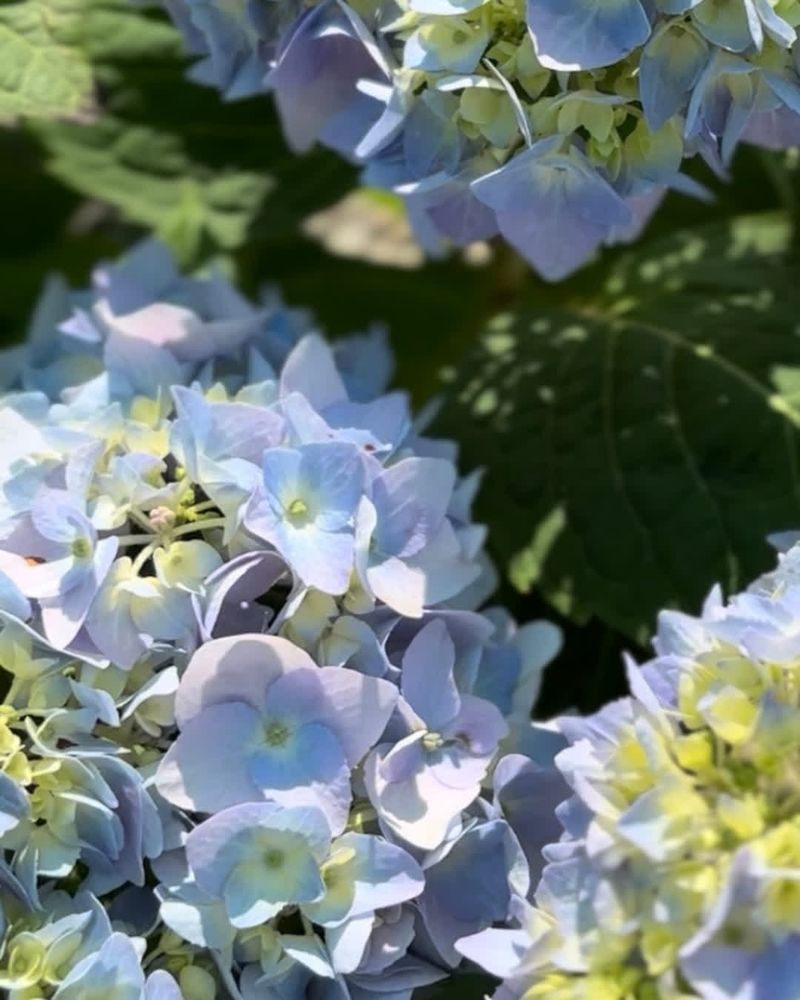 Hydrangeas That Wilt