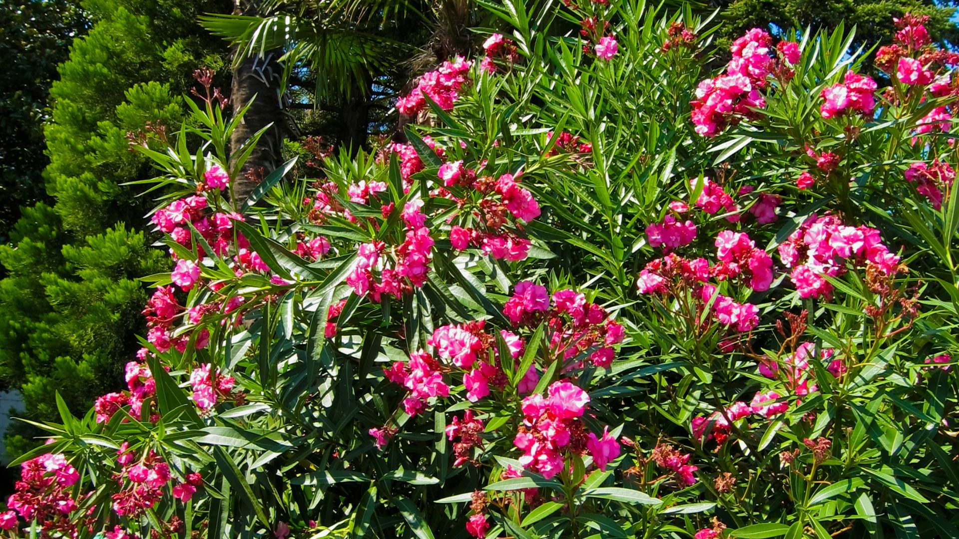 20 Plants You Should Never, Ever Grow Too Close To Your Arizona House