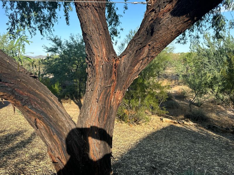 Mesquite Trees