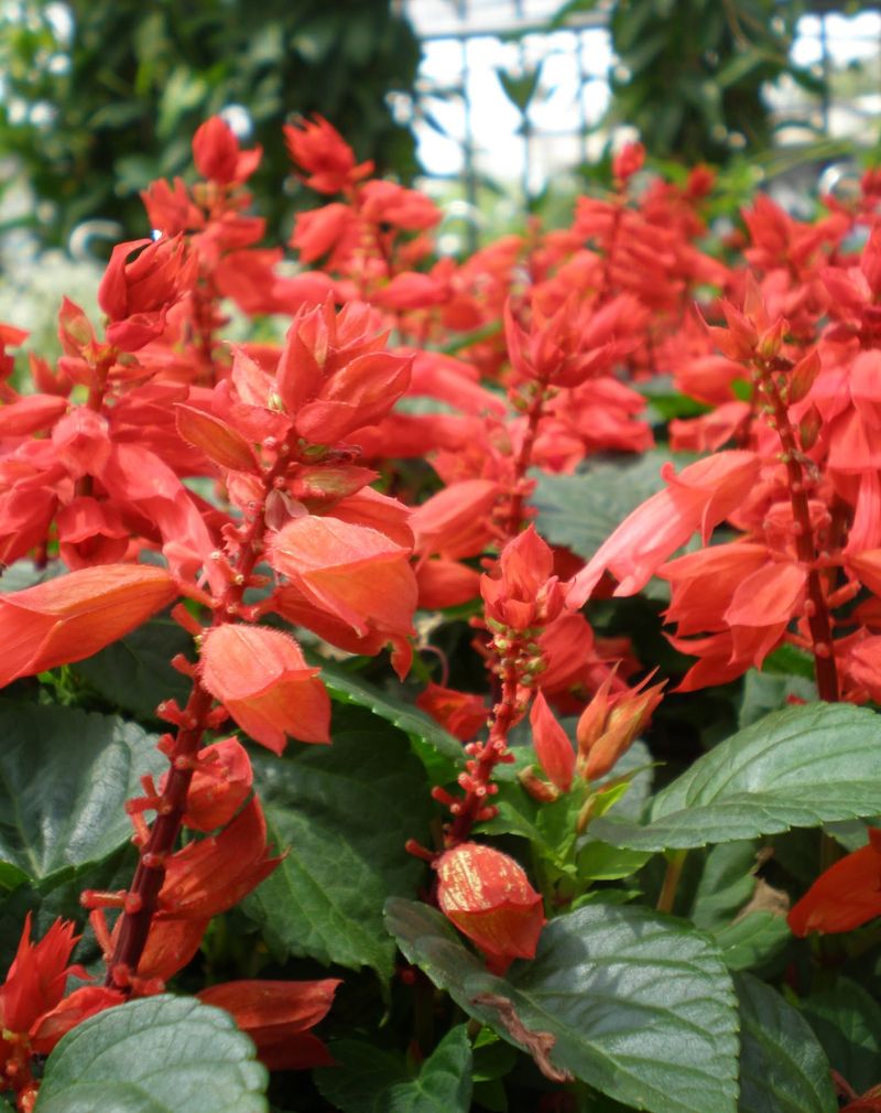 Red Salvia