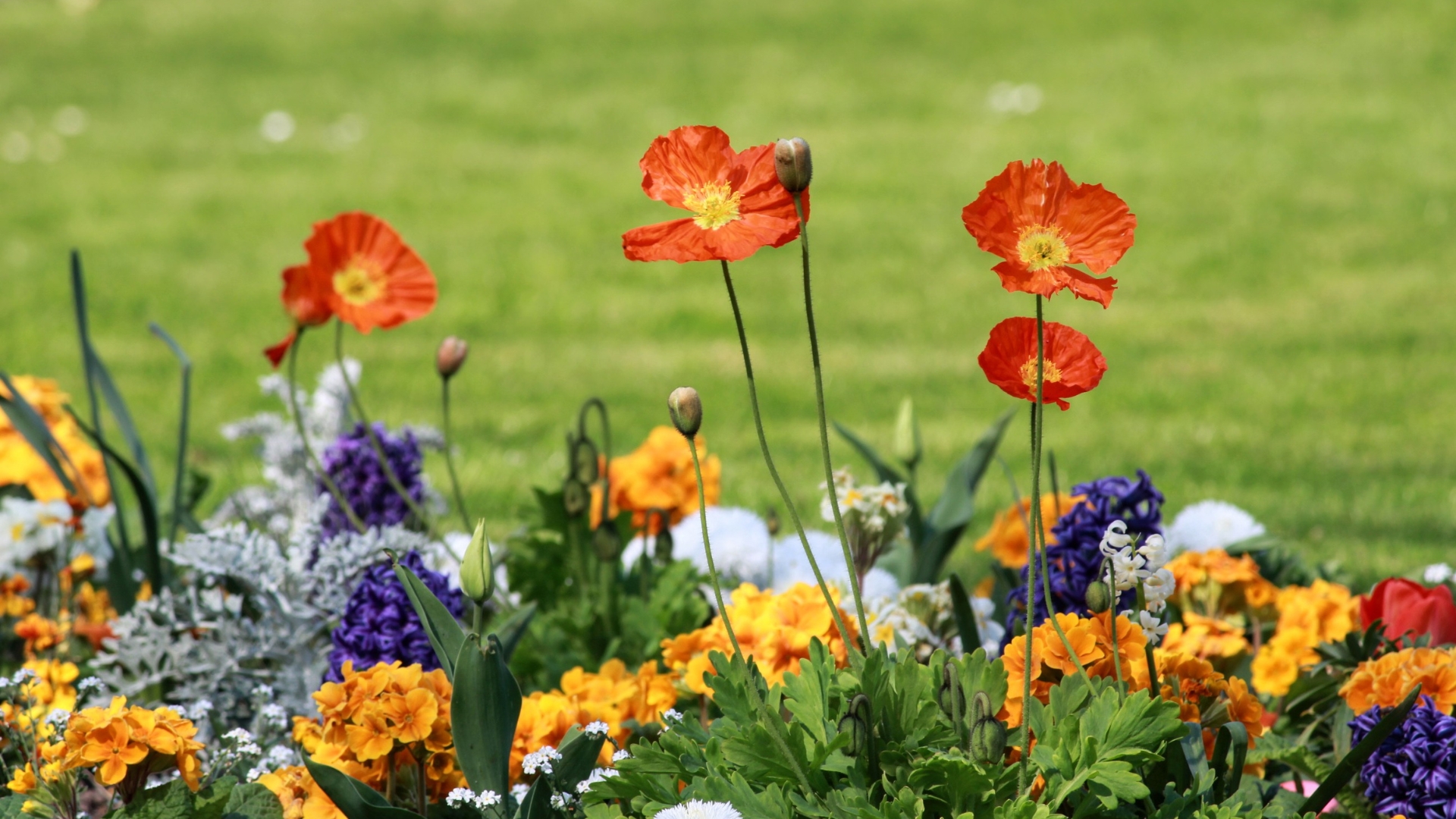 cottage flowers