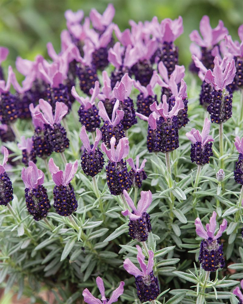 Lavender: The Aromatic Sentinel