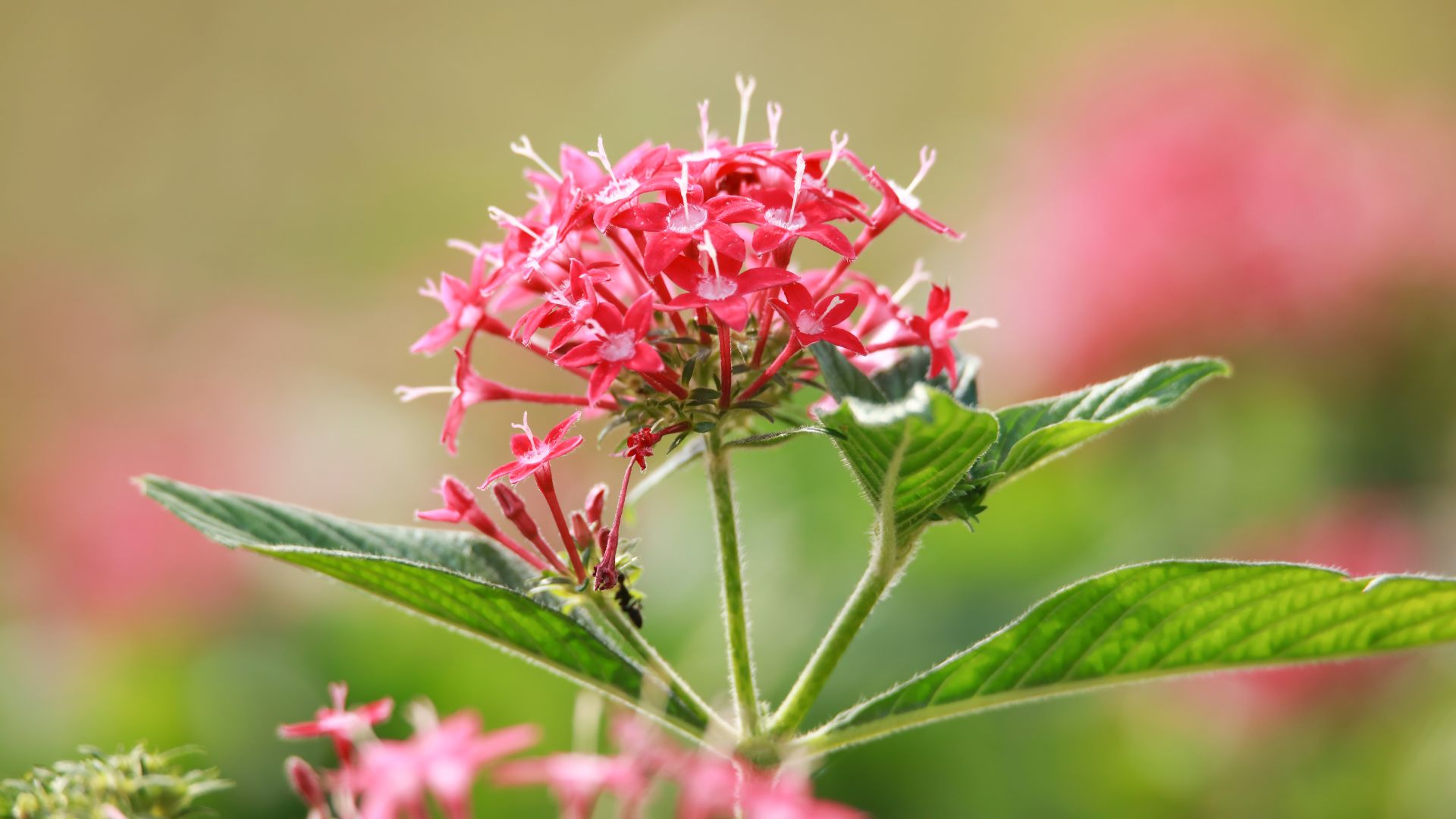 20 Shrubs And Perennials That Grow Well In Florida (Without Taking Over Your Yard)