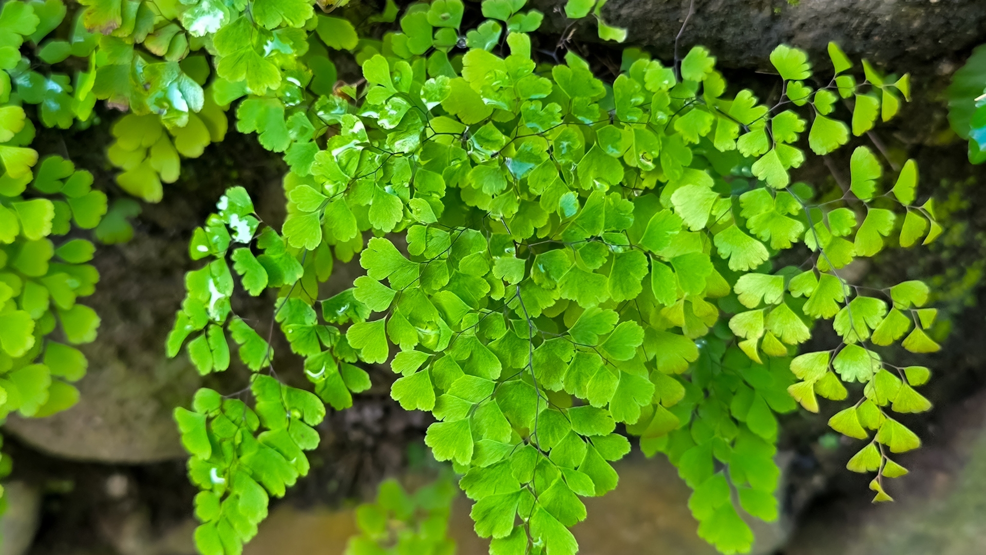 20 Stunning Native Ferns To Grow Instead Of Exotics (And Why They’re The Smarter Pick)