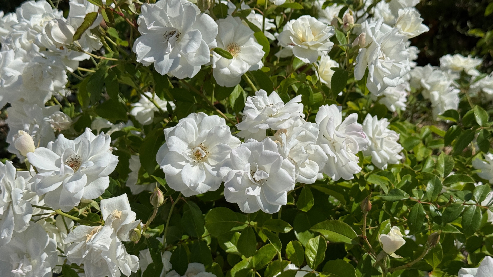 roses