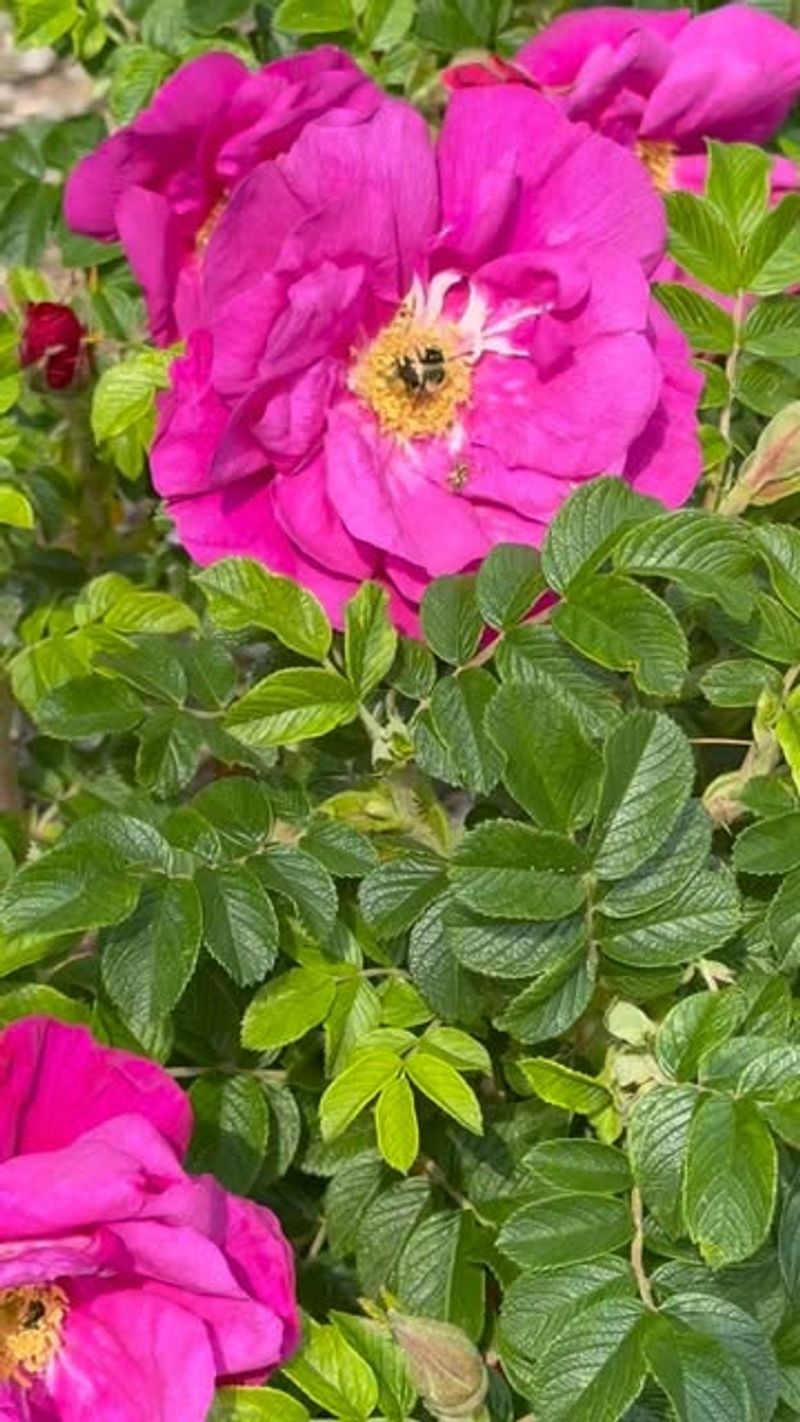 Wild Rose (Rosa rugosa)