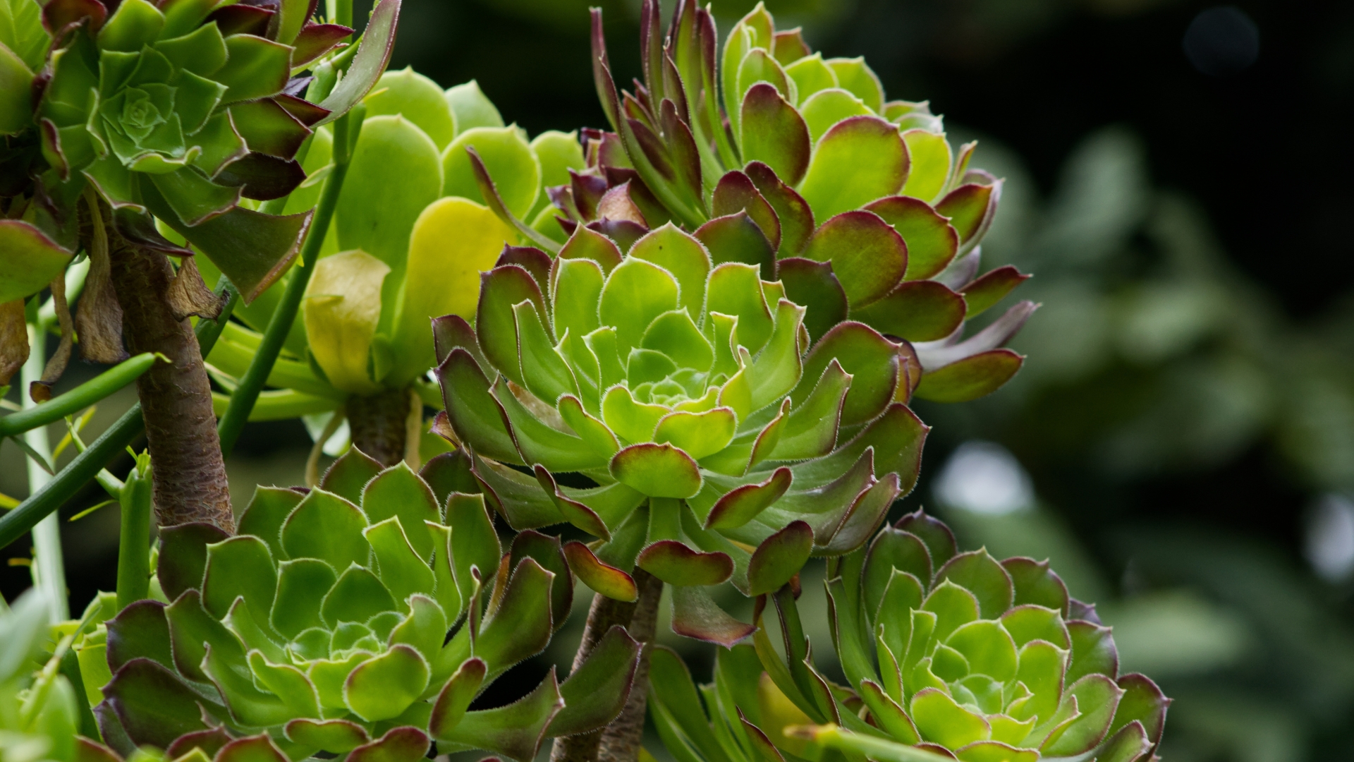 Succulents