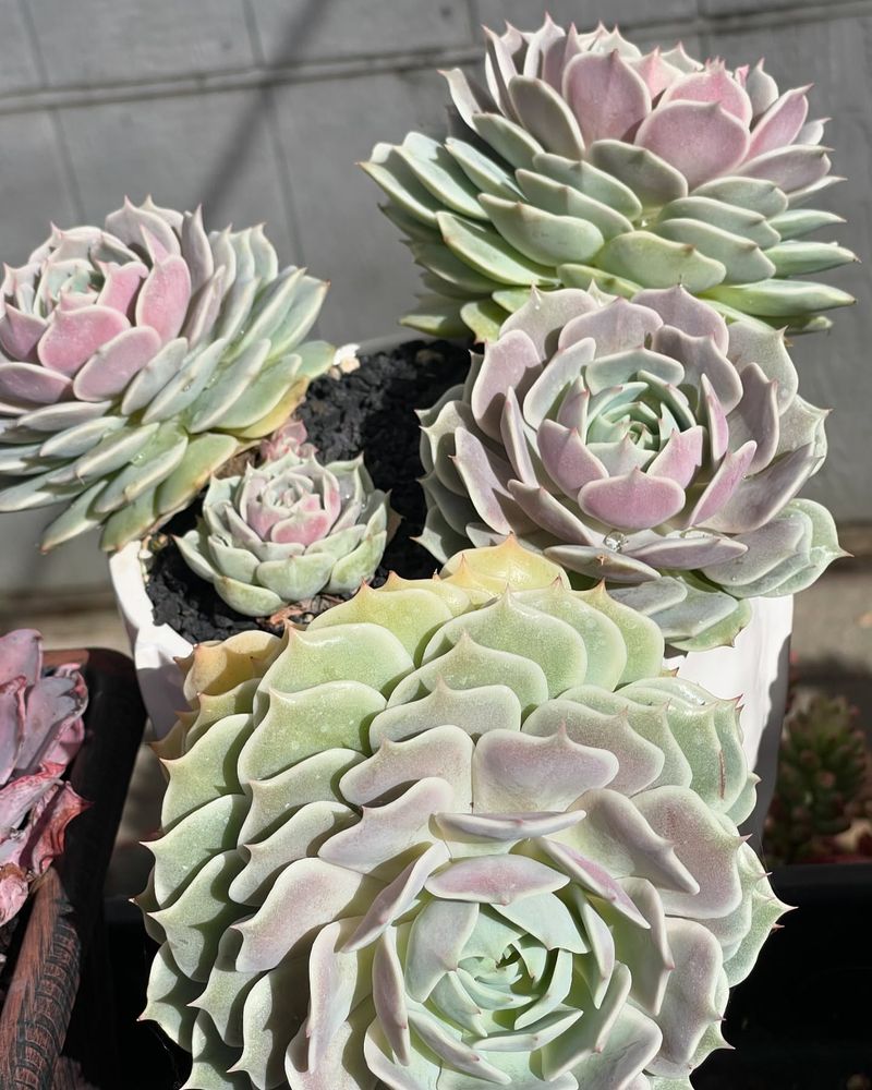 Echeveria 'Lola'