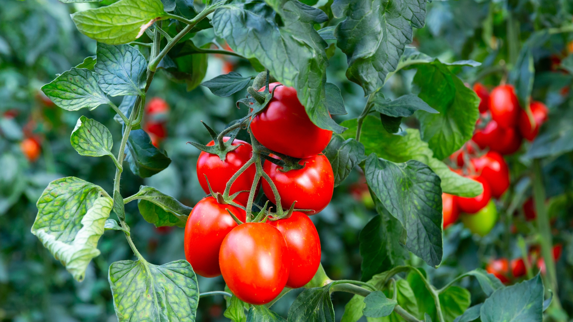 20 Top Tomato Varieties That Resist Both Cracking And Blight (Plus Growing Tips)