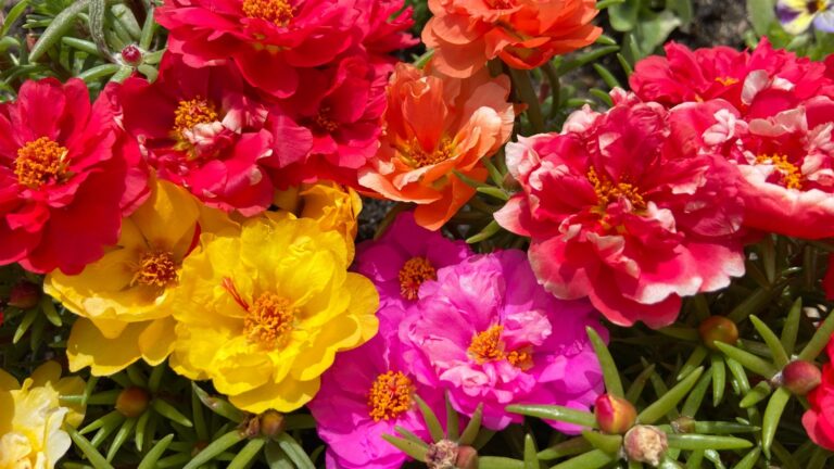 moss rose
