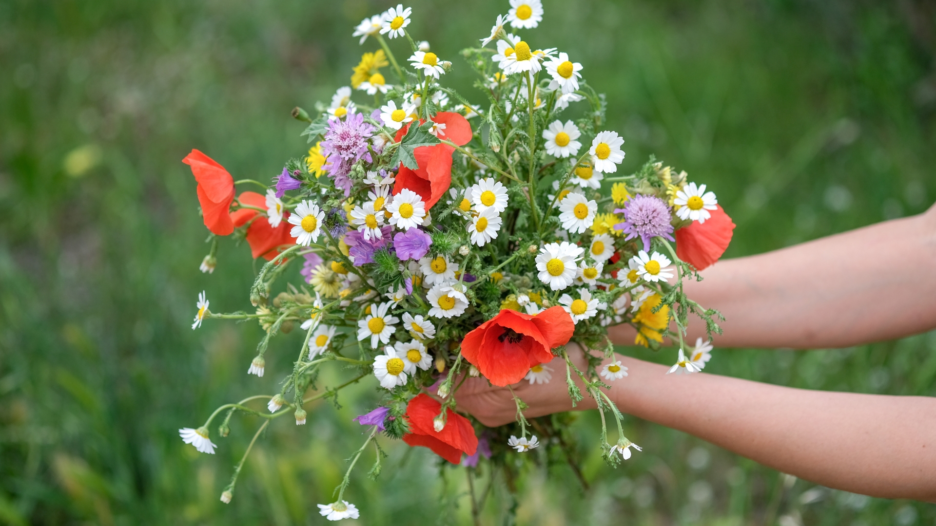20 Wildflowers You Can Harvest Without Breaking Rules (And Create Stunning Bouquets)