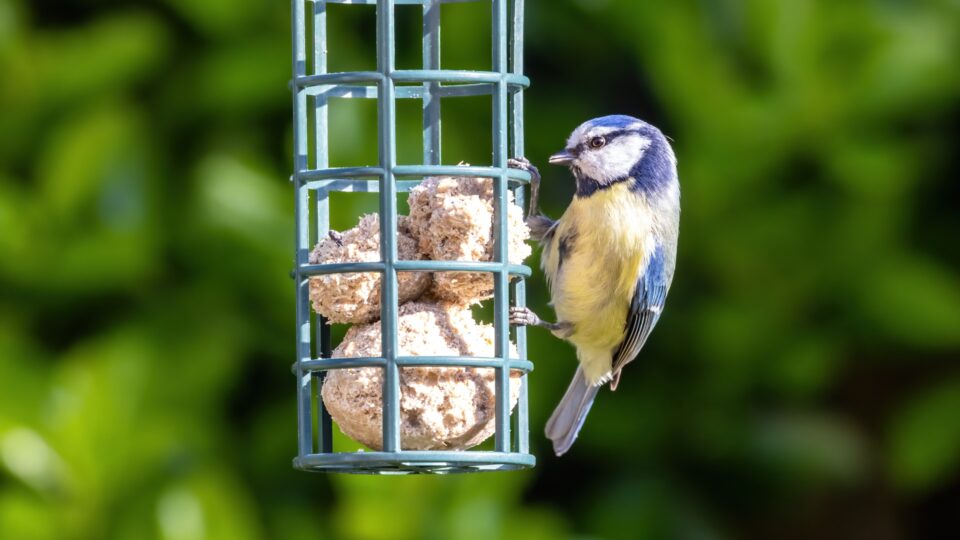 26 Amazing Ways How To Attract Birds To A Feeder In Your Yard (And 4 ...