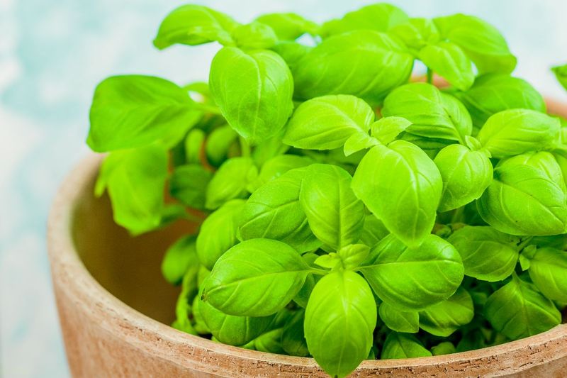 4. Basil Plants Provide Protection