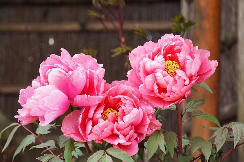 4. Peony