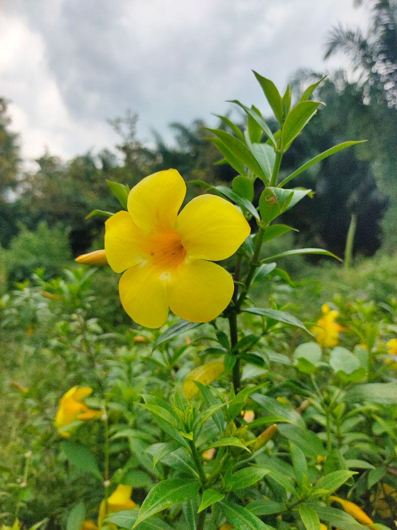 4. Dwarf Allamanda