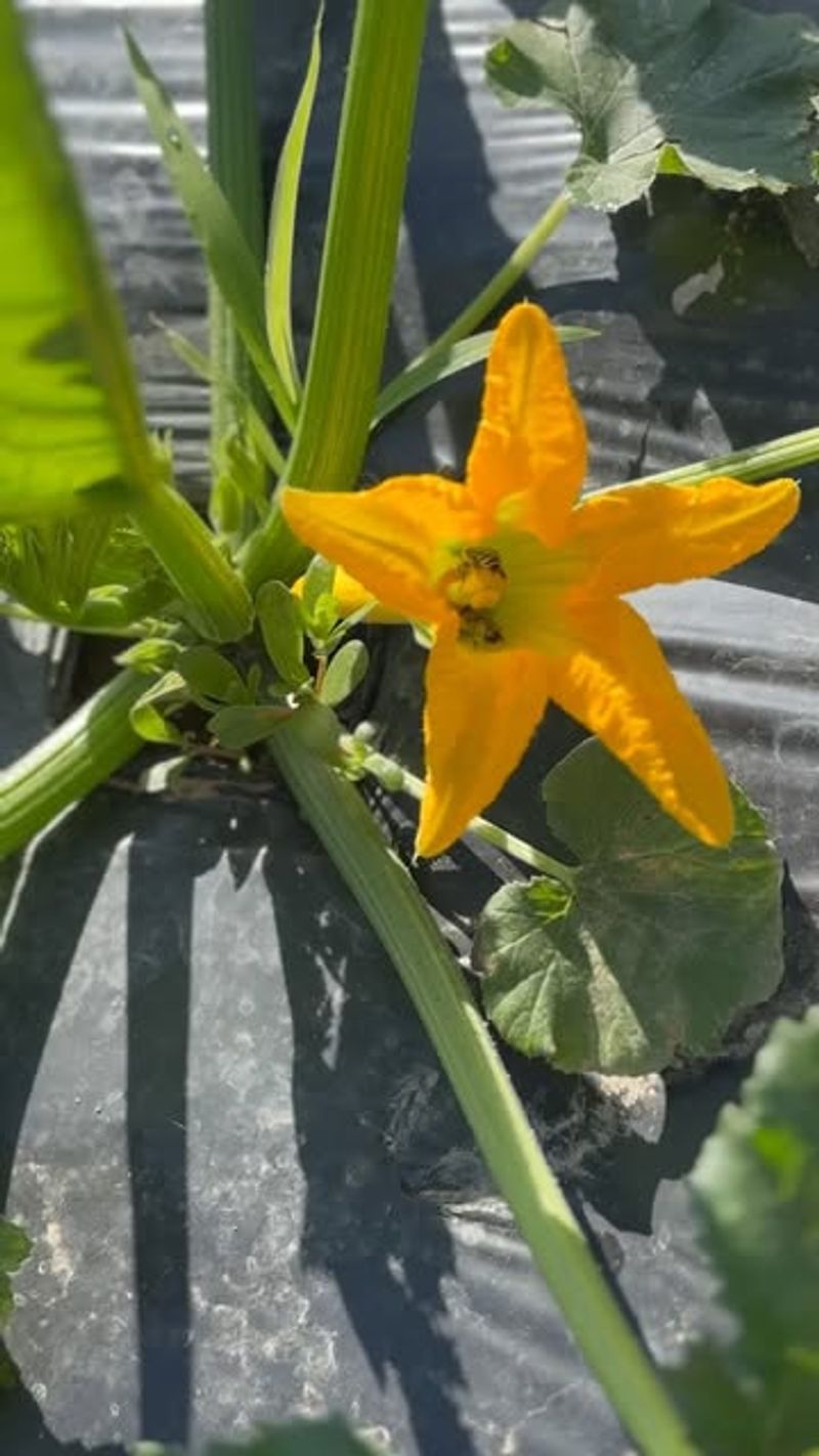 4. Pollination Advantages