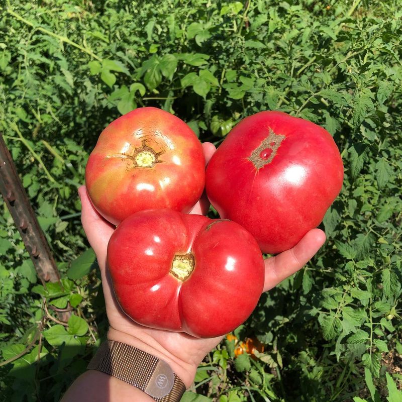 4. Mortgage Lifter Tomatoes