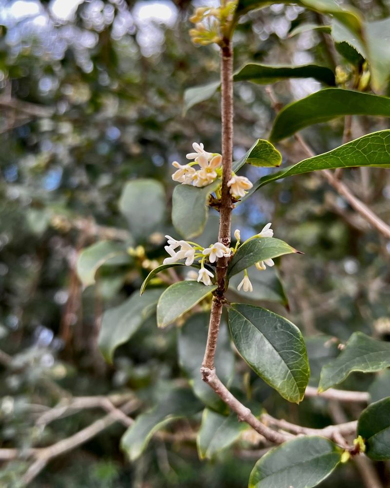 4. Sweet Olive