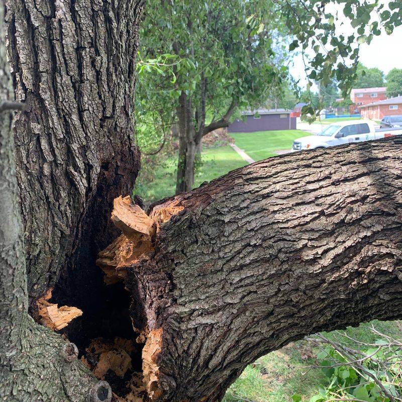 4. Bradford Pear