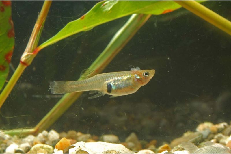 5. Add Mosquito-Eating Fish To Water Features