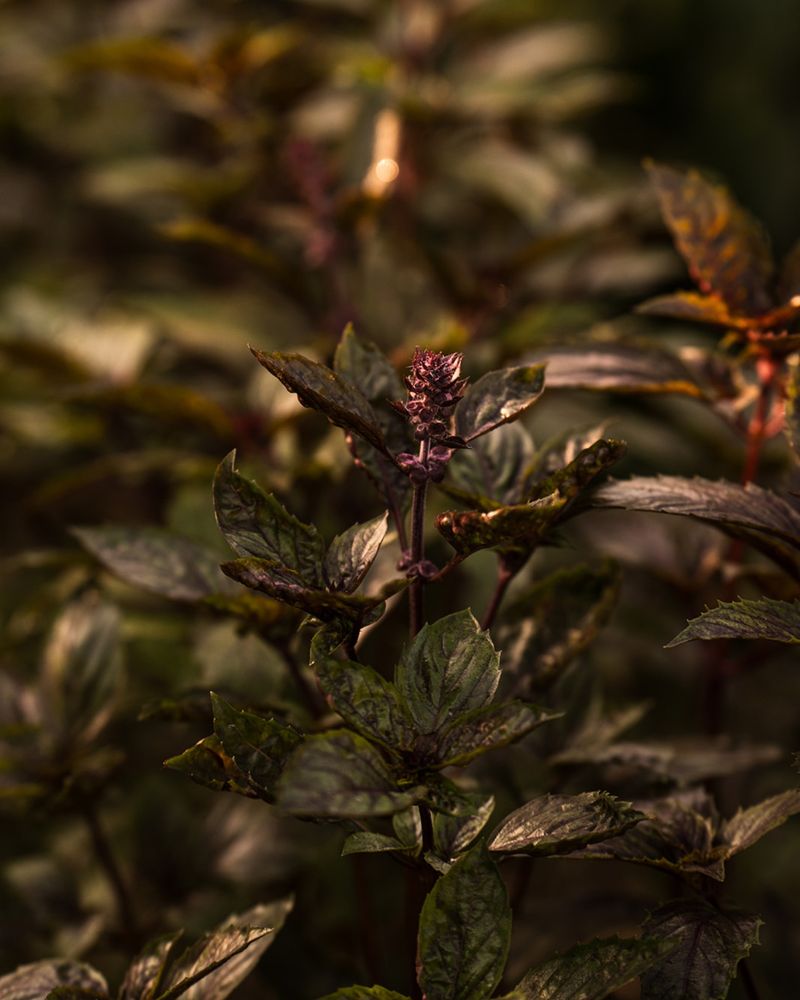 5. Basil