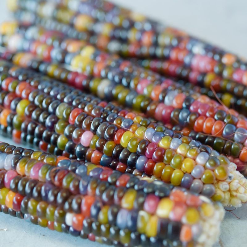 5. Glass Gem Corn