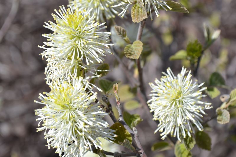 5. Fothergilla