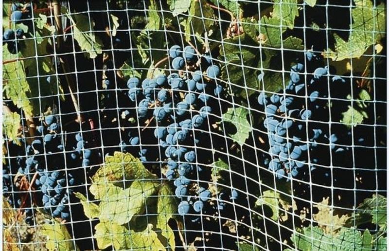 5. Create Visual Barriers With Netting