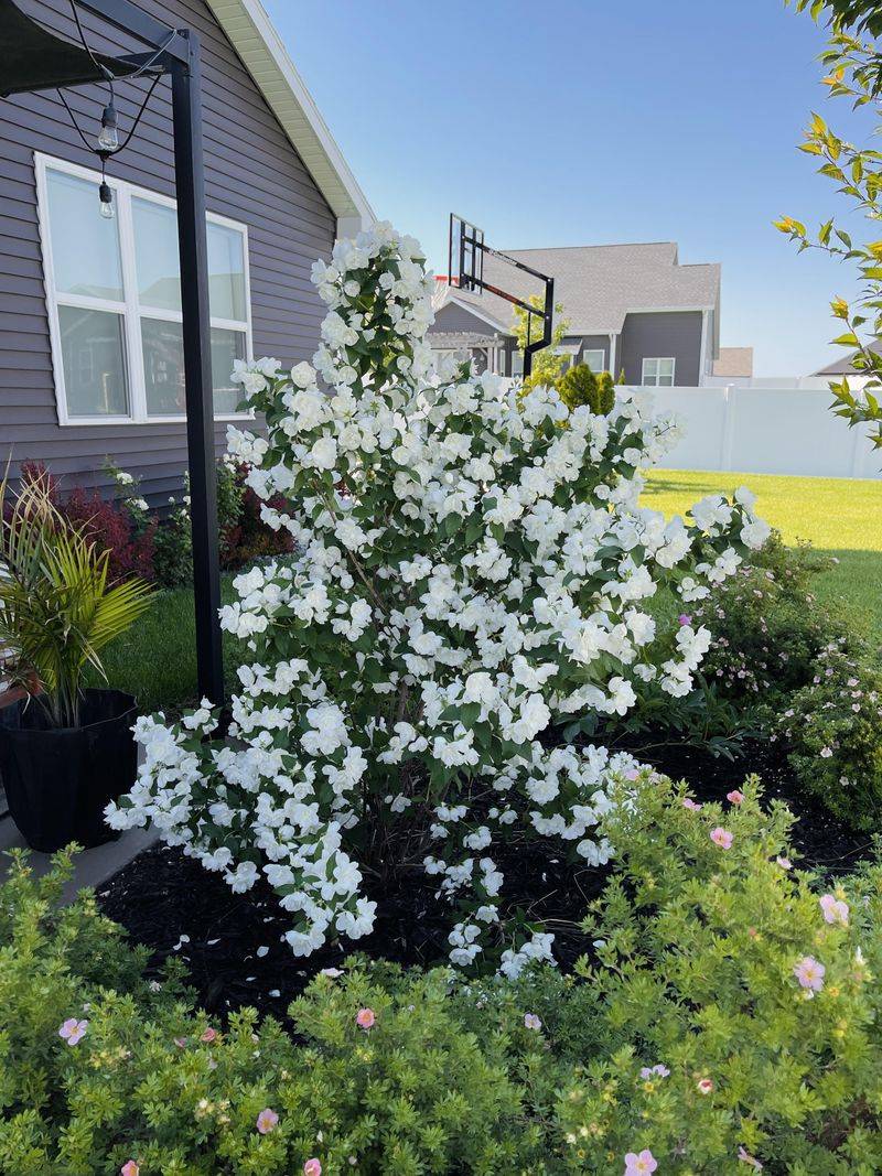 5. Mock Orange