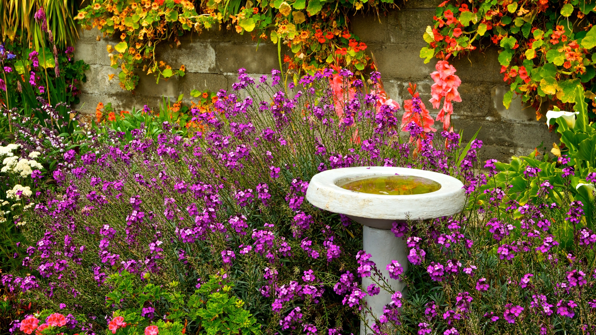 garden