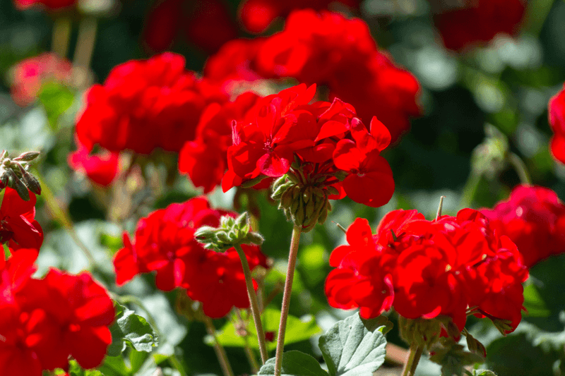 6. Geranium Flowers Naturally Repel