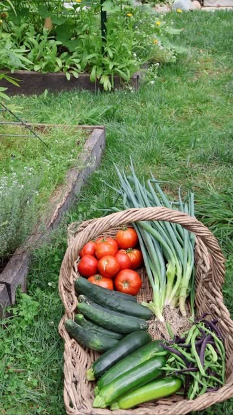 7. Extended Harvest Season