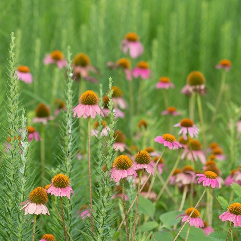 7. Coneflower (Echinacea)
