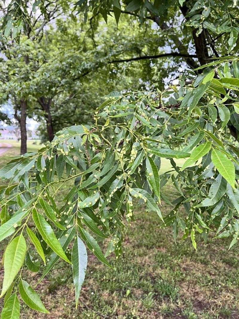 7. Pecan