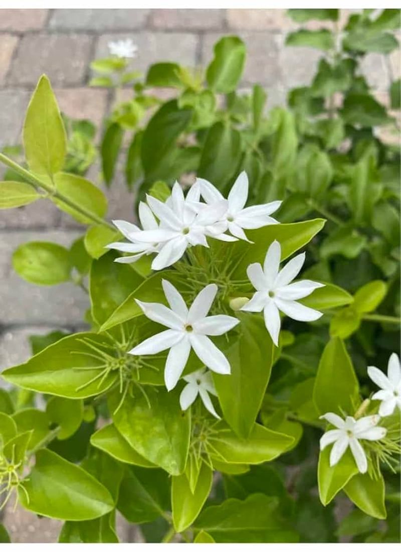 7. Downy Jasmine