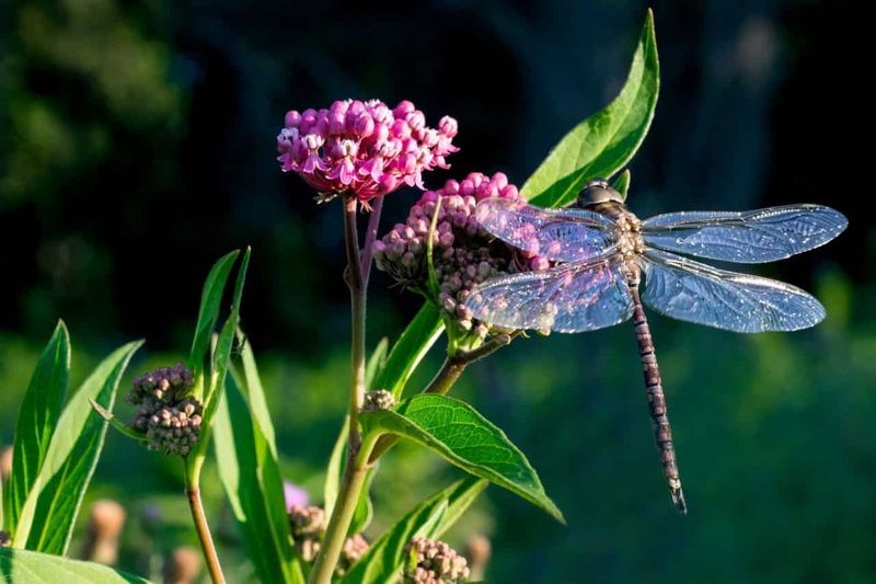 7. Introduce Dragonflies To Your Yard