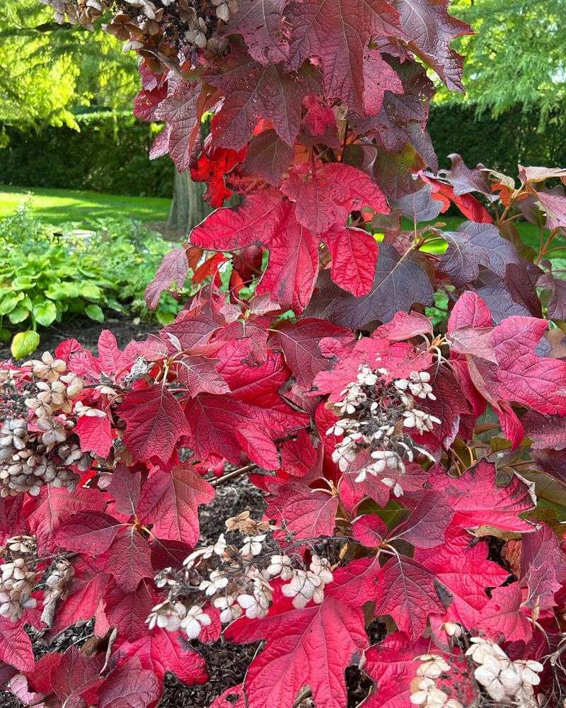 8. Oakleaf Hydrangea
