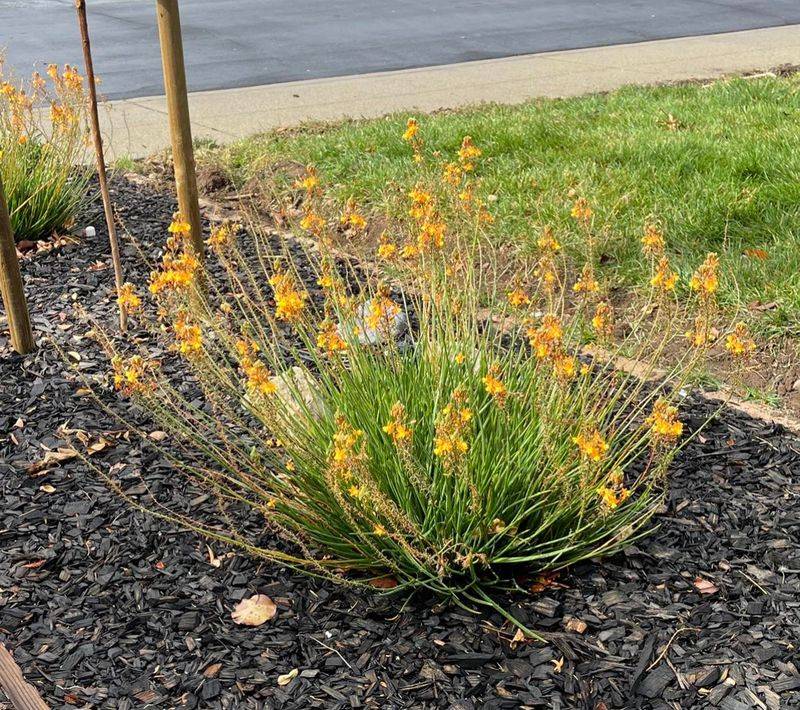 8. Bulbine
